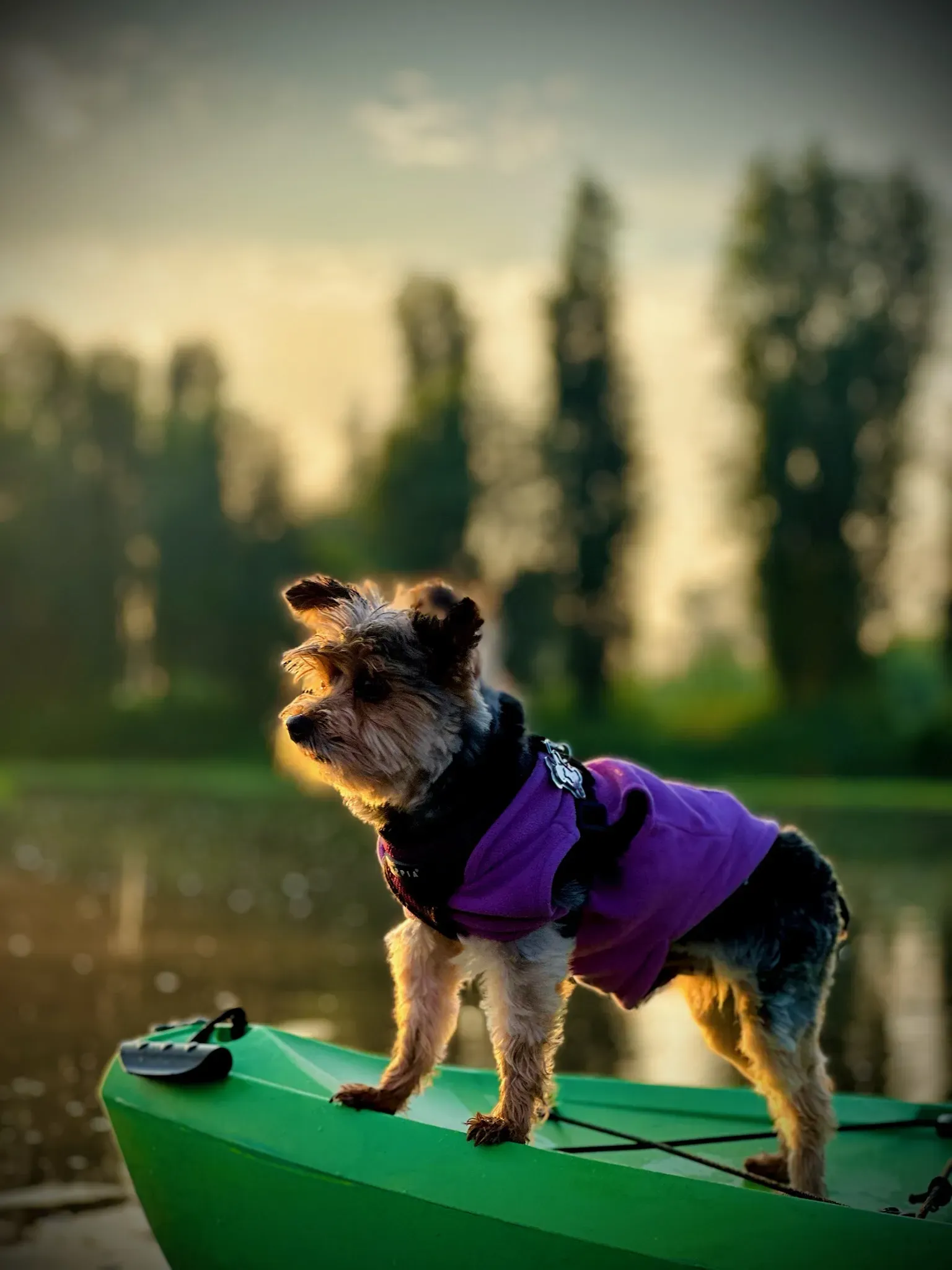 Navegando en kayak a través de la densa vegetación
