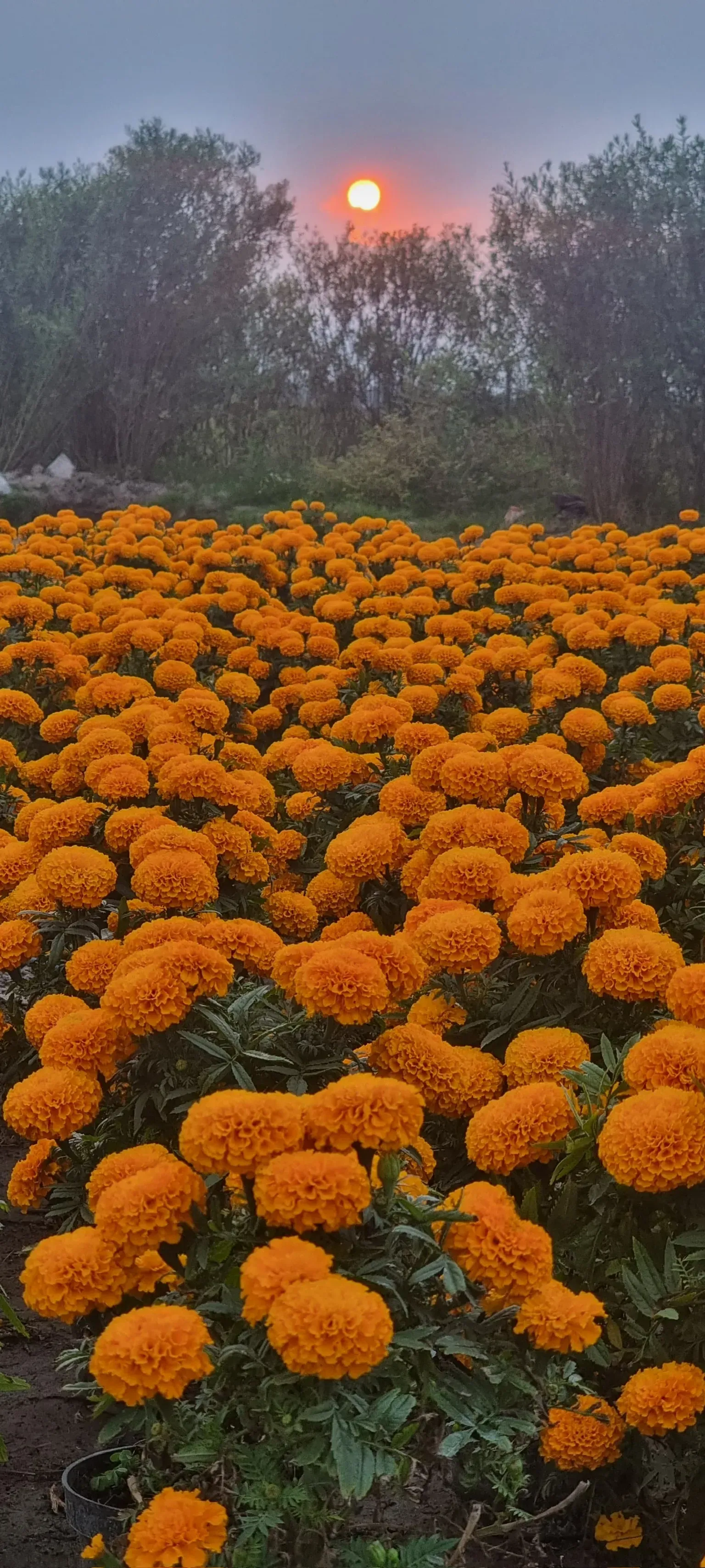 Campo de Cempasúchil